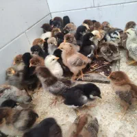 جوجه مرغ 12روزه گلین اصل