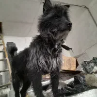 سگ پامر روباهی