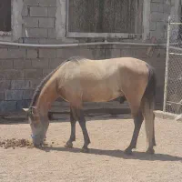 اسب نریون کورد
