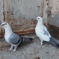 یک جفت پشت طاووسی کاکل دار