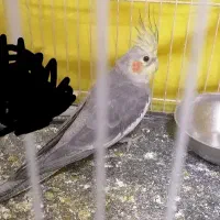 عروس هلندی نر