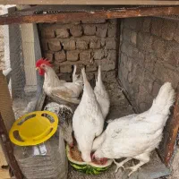مرغ خروس