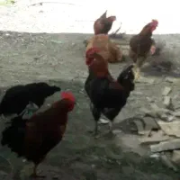 جوجه ولایتی فروشی دوماهه
