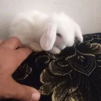 توله خرگوش های لوپ