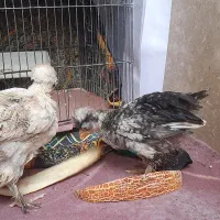 جوجه مرغ وخروس کاکلی پاپرنژاد سلطان