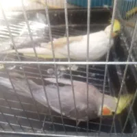 عروس هلندی نرو ماده