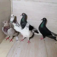 کبوتر نر و ماده ارزان