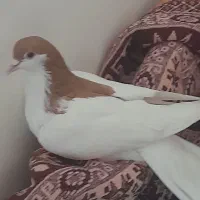 گیسی ماده جان دار تیپشم حرف نداره