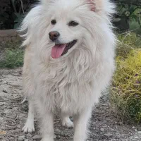سگ پامر نر