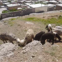 هفت میش با بره