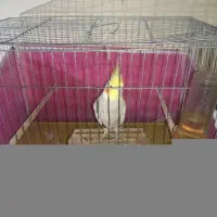 عروس هلندی