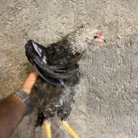 جوجه/خروس  قربانی/نگهداری