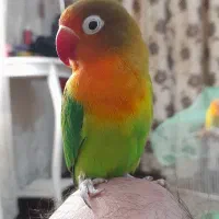 کتوله بالغ ودستی اروم