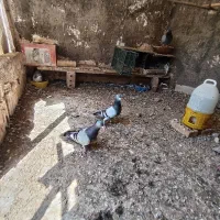 کبوتر|پرنده|نیشابور, بلوار گلها|دیوار