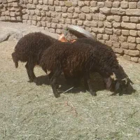 ۳ راس بره ماده