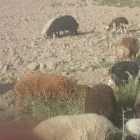 گوسفند ۷ راس بره یدونه ماده ۶ تا نر جفتی ۸۰ تقریبا