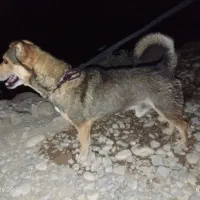 سگ دست پاه کوتاه