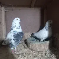 کبوتر جفتگاهی