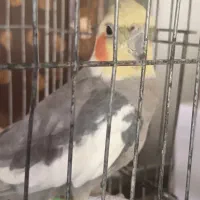 عروس هلندی نر
