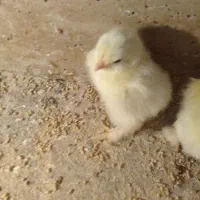 جوجه برهما لایت و بوف و جوجه محلی
