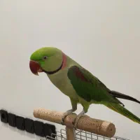 شاه طوطی