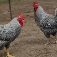 فروش خروس محلی امسالی و ارگانیک