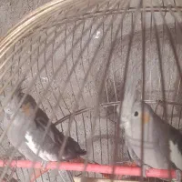 عروس هلندی