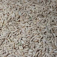 جو (دیم)|خدمات باغبانی و درختکاری|طالقان, |دیوار