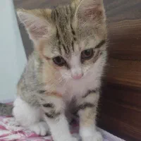گربه