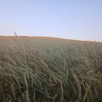 کاه|عمدهفروشی|سنندج, |دیوار