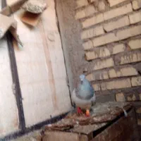 کبوتر سبزدم سفید نر
