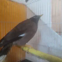 مرغ مینا سخنگو