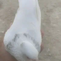 شادگان
