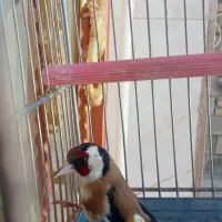 سهره