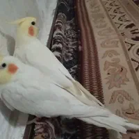 عروس هلندی و مرغ عشق