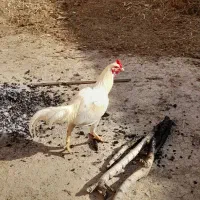 خروس لاری سفید جوان