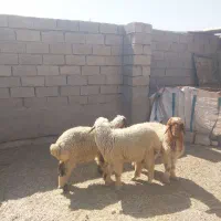 بره نر