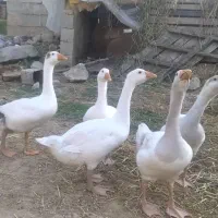 پنج عددقاز