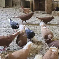 دم سفید