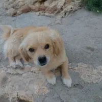 سگ پیدا شده