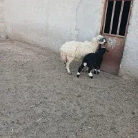 گوسفند