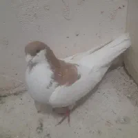 ۳تا کفتر نر شصتی زرده