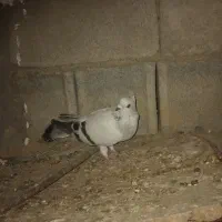 کبوتر شامی
