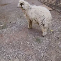 گوسفند نر