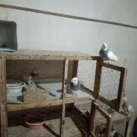 سه جفت طوقی و دوعدد قفس چوبی مخصوص جوجه کشی