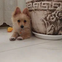 جفت مناسب برای پامر روباهی نر