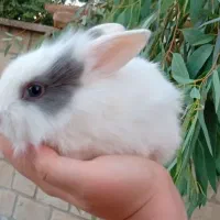 بچه خرگوش