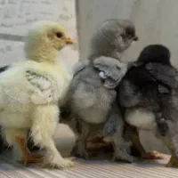 جوجه ده روزه برهما ویاندوت