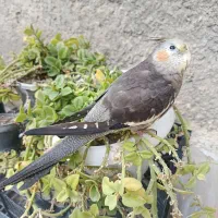 عروس هلندی گمشده