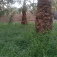خرما رطب مضافتی بم